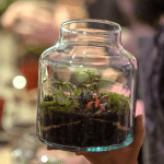 Tapón Rústico - Terrario Mediano (17 cm diámetro x 22 cm alto)