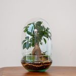 Cúpula Cristal - Terrario Grande (17 cm diámetro x 28 cm alto) +20,00&euro;