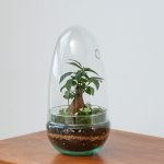 Cúpula Cristal - Terrario Mediano (12 cm diámetro x 24 alto) +10,00&euro;