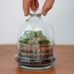 Cúpula Cristal - Terrario Mini (14 cm diámetro x 17 cm alto) -10,00&euro;