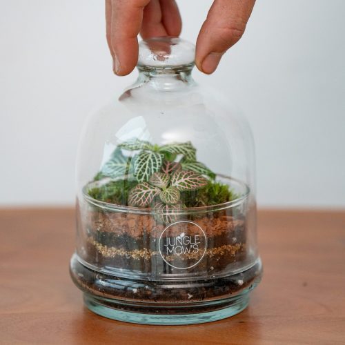 terrario mini cupula de cristal
