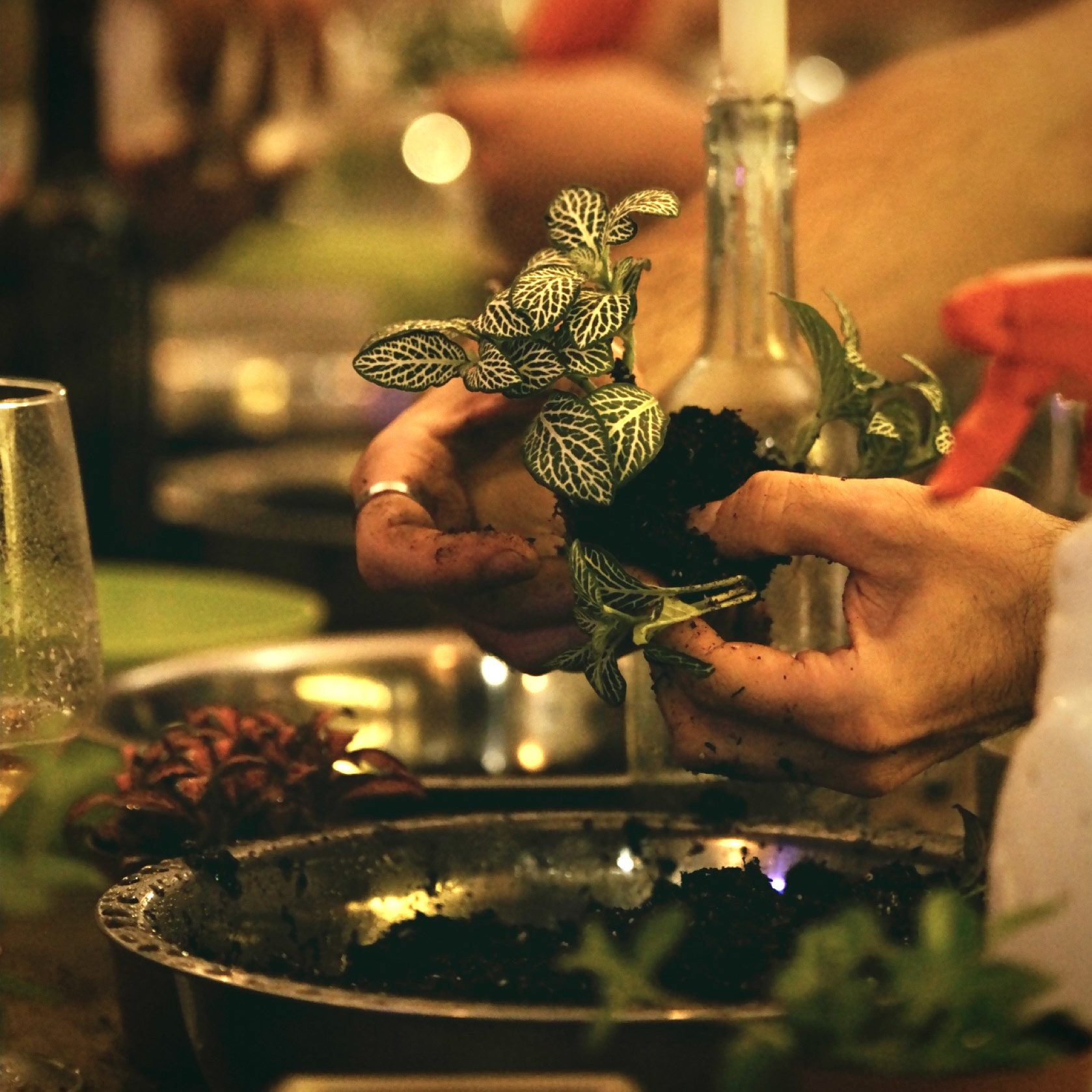 plants & wine