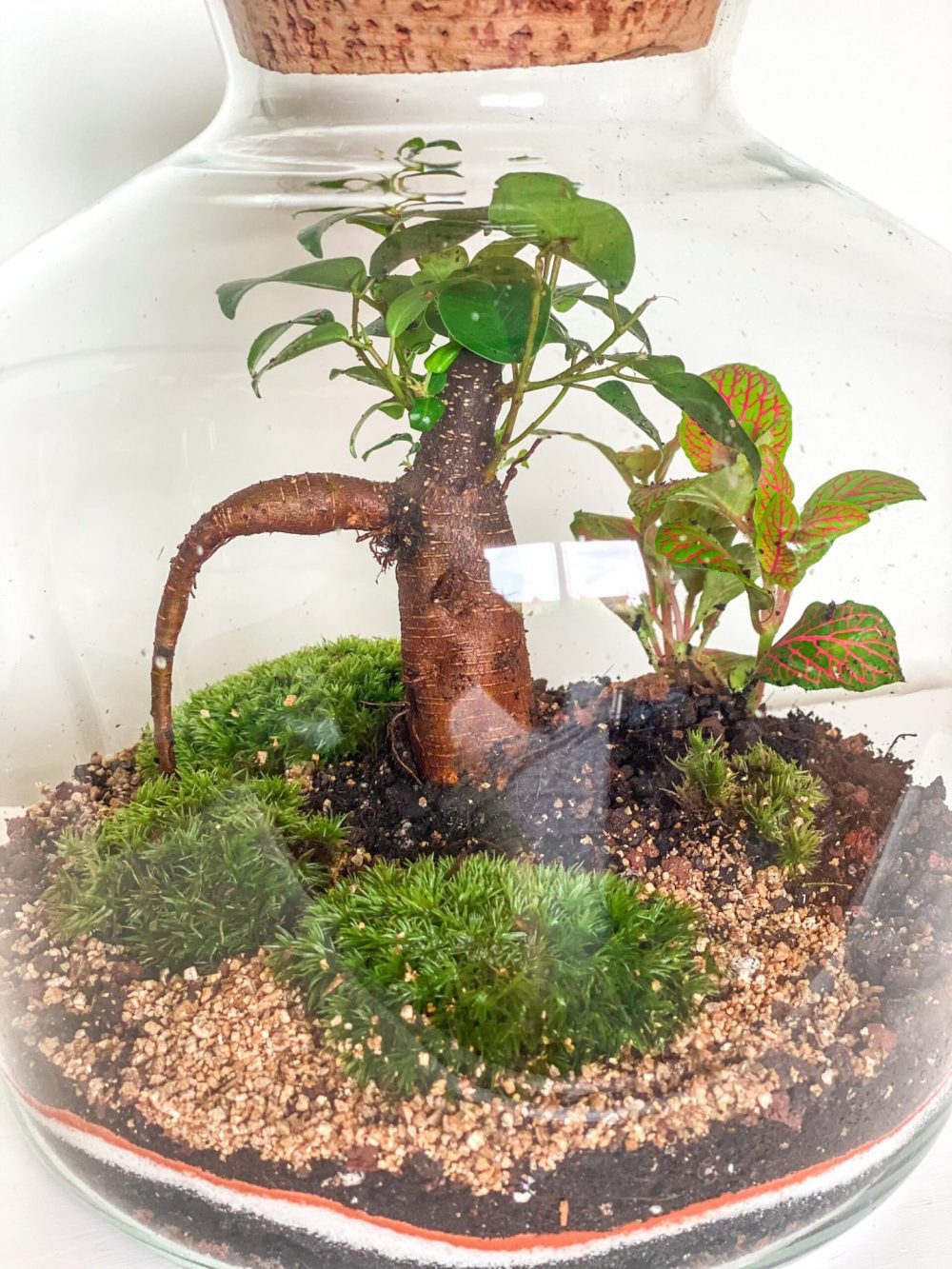 Rustic Jungle - JungleMows