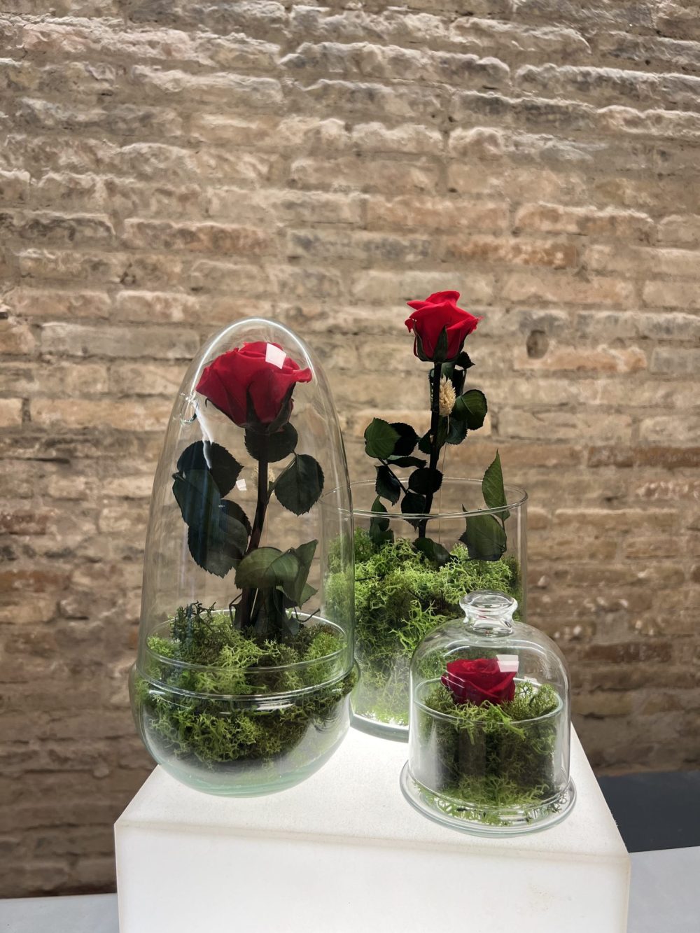 Taller Rosas Eternas