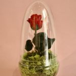 Cúpula mediana (26 cm alto x 12 cm diámetro) +20,00&euro;
