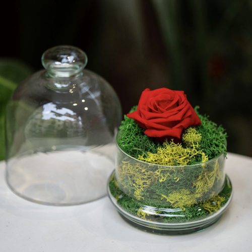 Rosa eterna natural - Cúpula Pequeña