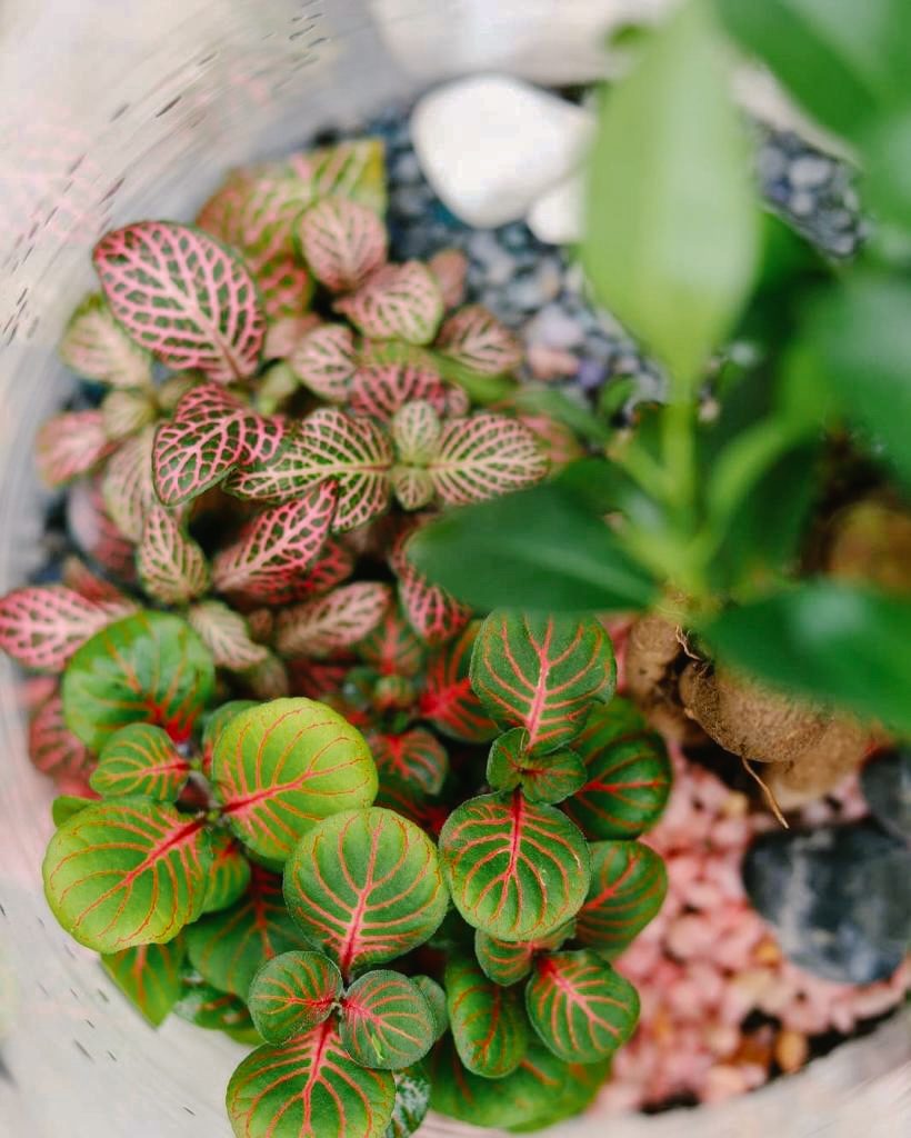 interior de un terrario cerrado