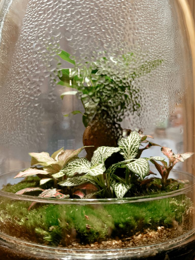 el ciclo del agua en terrarios cerrados