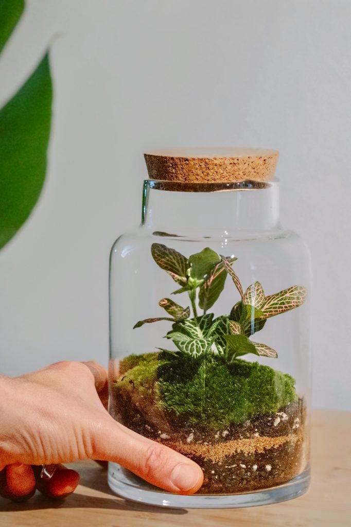 donde colocar tu terrario