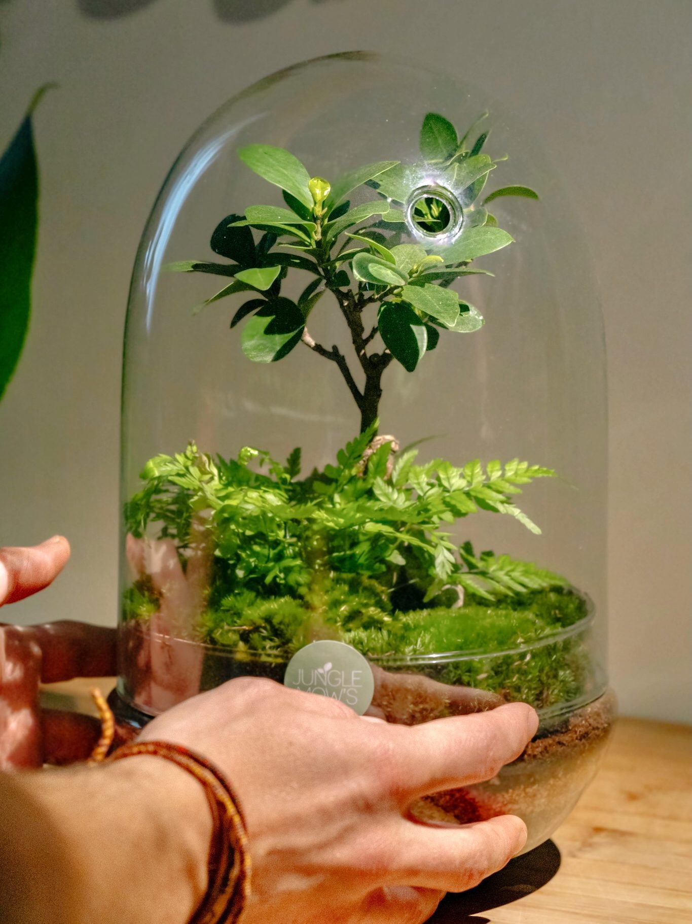 consejos de cuidado de terrarios