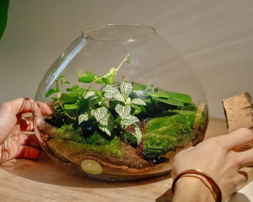 encontrar el sitio ideal para tu terrario es clave para mantener su equilibrio