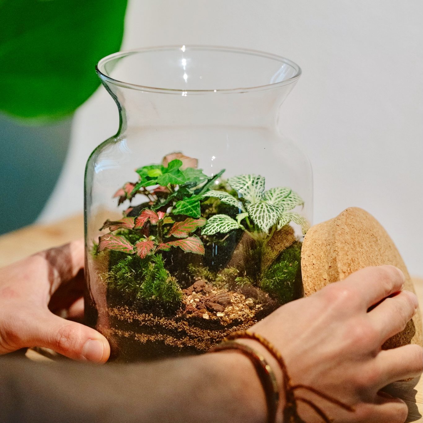 la ubicacion ideal para tu terrario