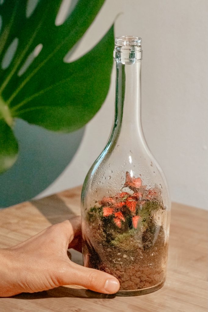 terrario dentro de una botella con gotas de agua en el cristal
