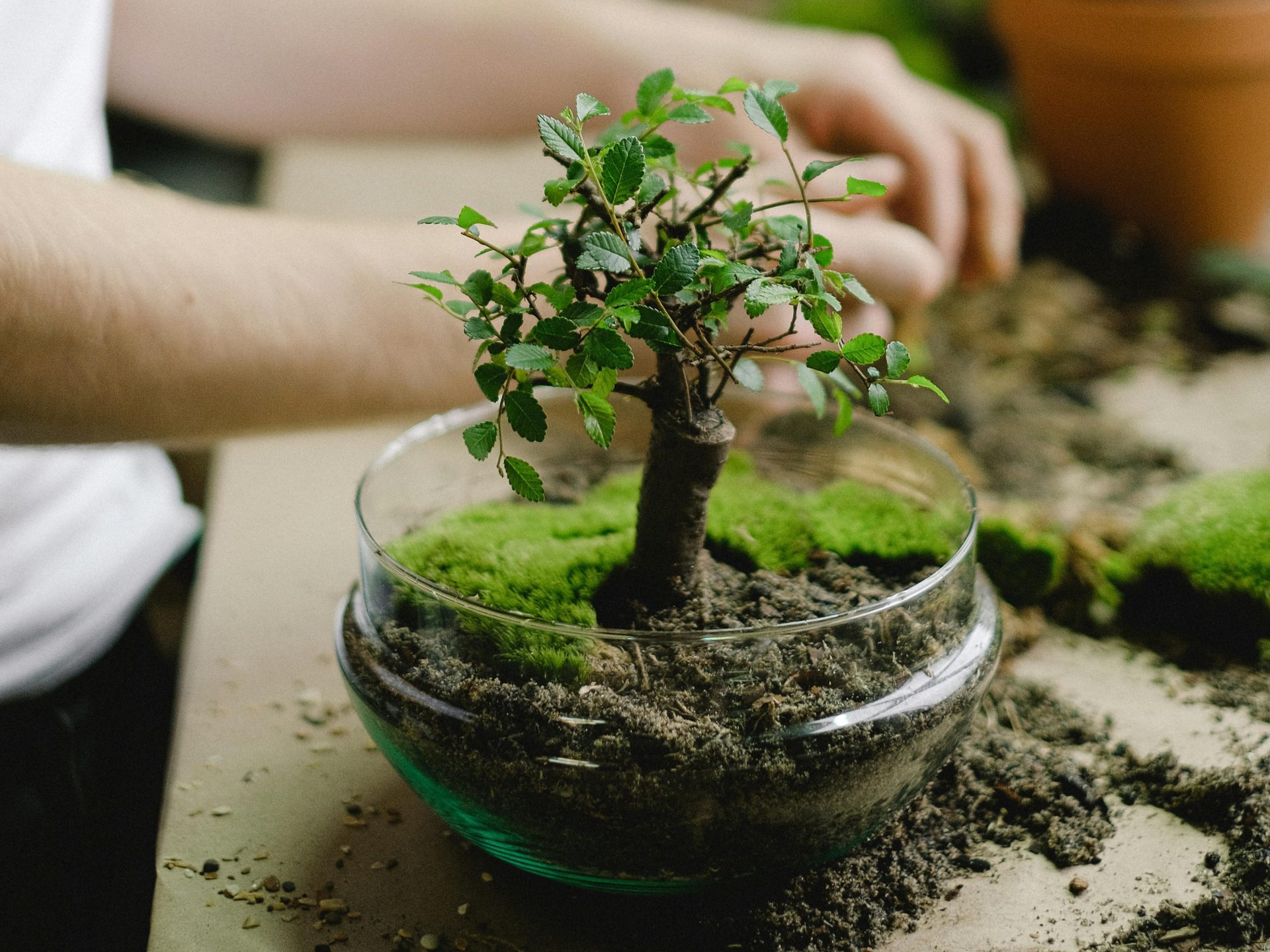 musgo en los terrarios