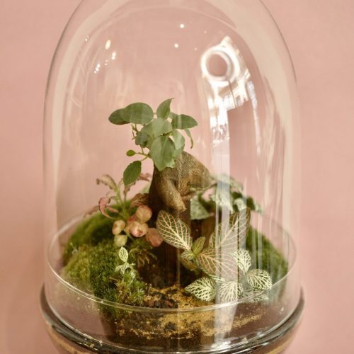 Terrario Cúpula con Bonsai