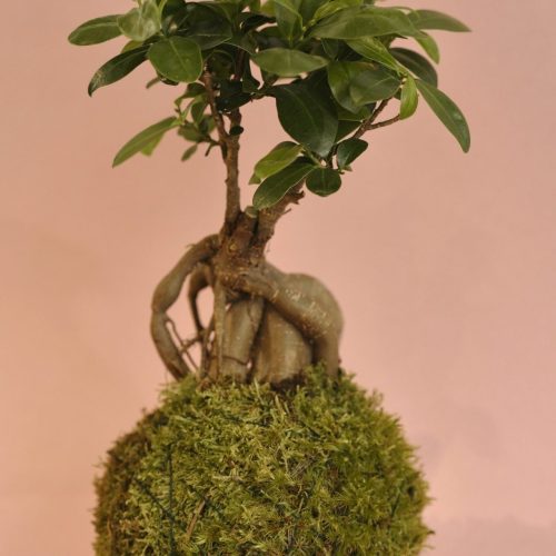 kokedama ficus ginseng