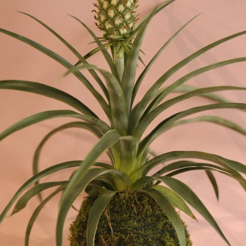 Kokedama Piña Ornamental