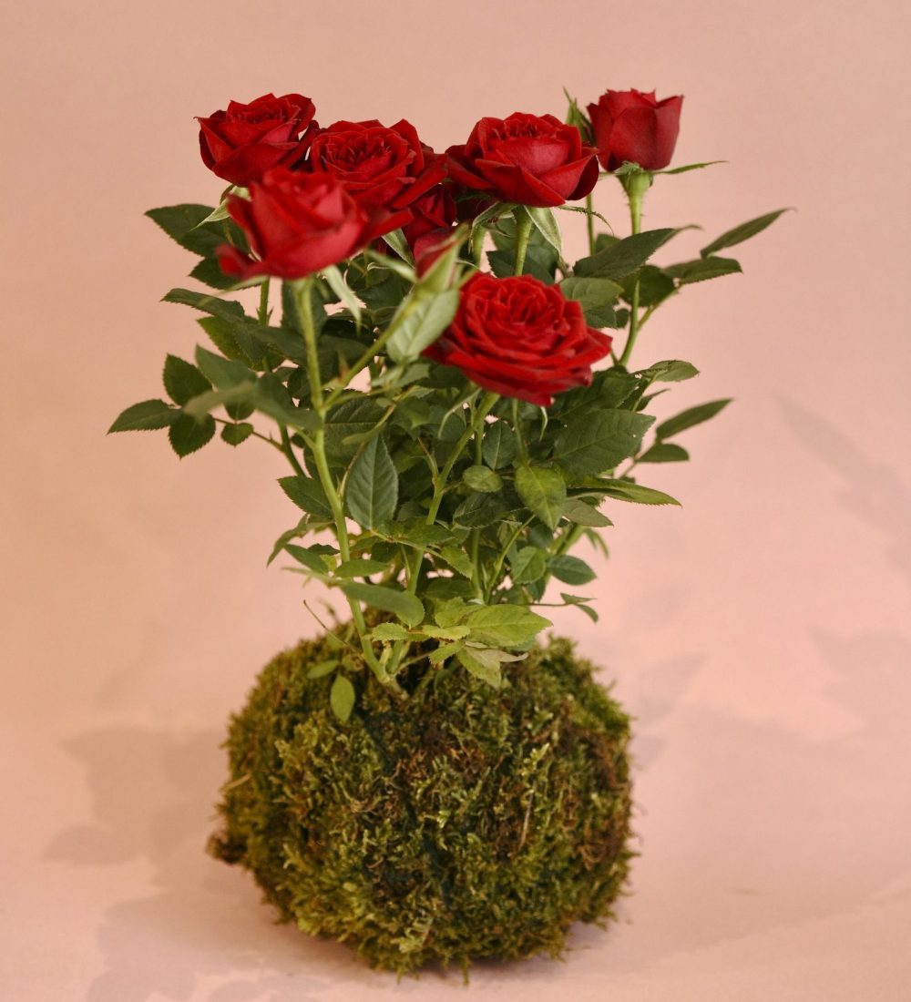 kokedama rosa