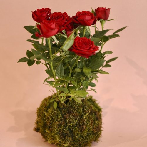 kokedama rosa