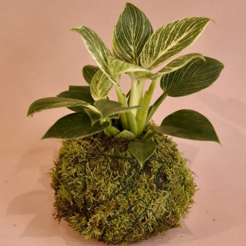 kokedama philodendron birkin