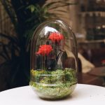 Cúpula Doble (29 cm alto x 17,5 cm diámetro) +40,00&euro;