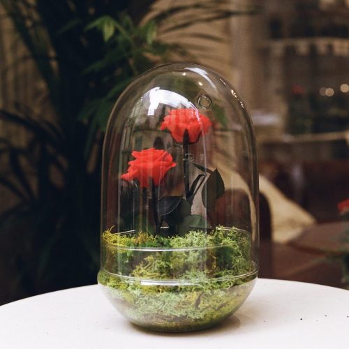 rosa eterna cupula doble