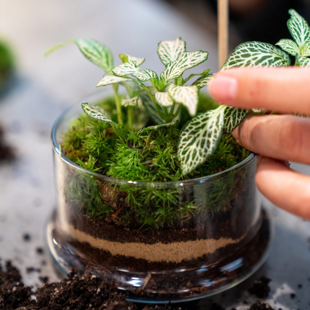 Actividades con plantas para empresas en Barcelona