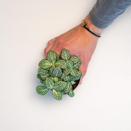 Fittonia (Plant for Terrariums)