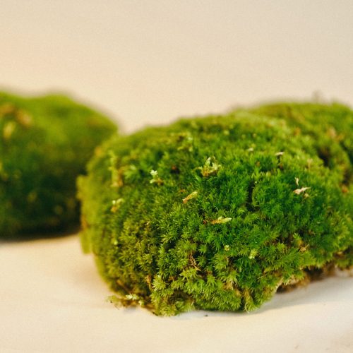 musgo para terrarios