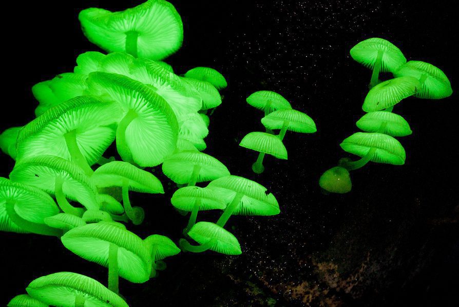 mycena chlorophos