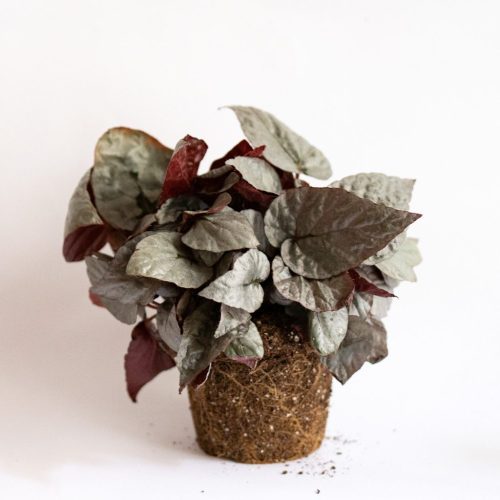 mini begonia rex silver