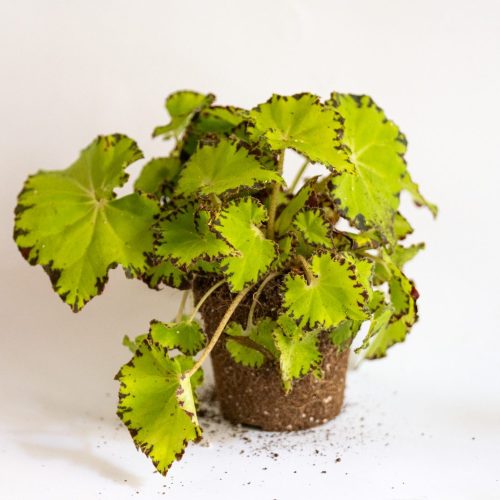 begonia rex jive ornamental