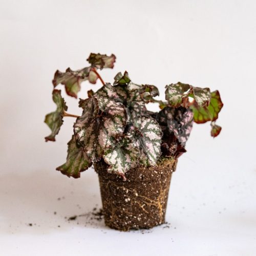 begonia rex cumbia