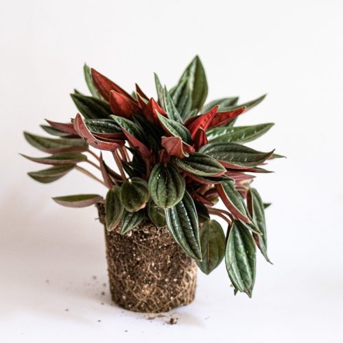 peperomia rosso mini