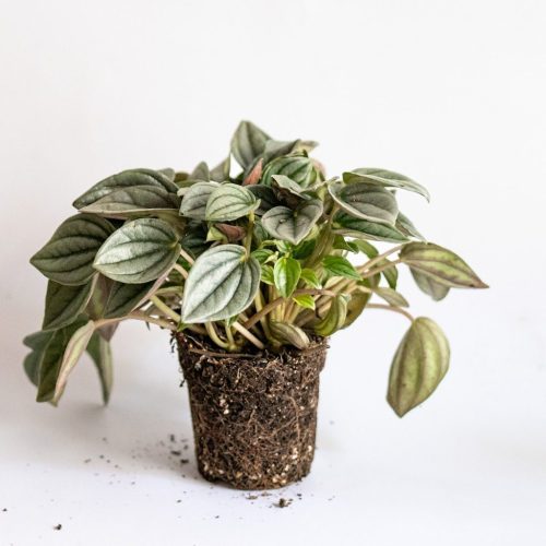 Peperomia caperata milano