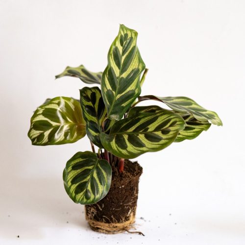 calathea makoyana mini