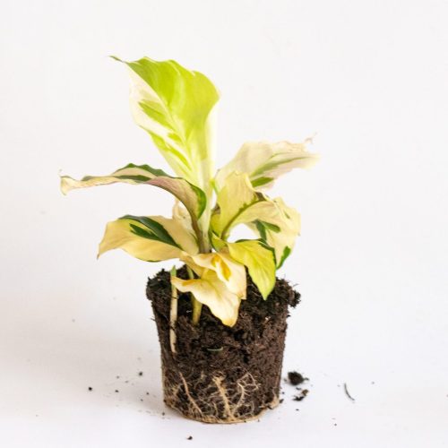 calathea fusion yellow