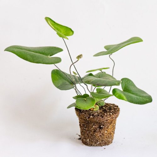 mini helecho corazón