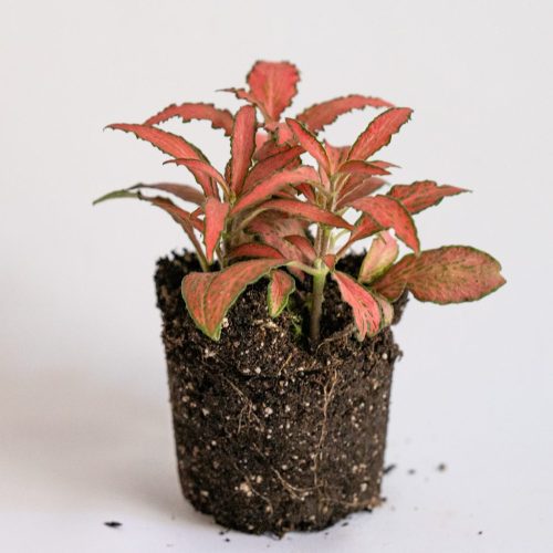 fittonia rojo
