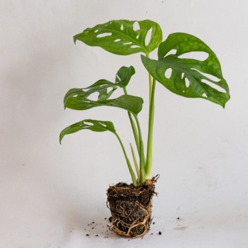 Mini Monstera adansonii