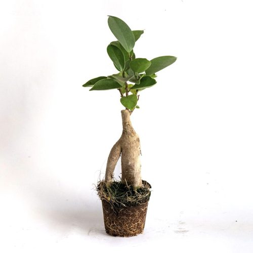 ficus microcarpa