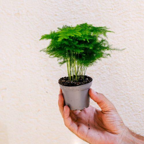 mini esparraguera