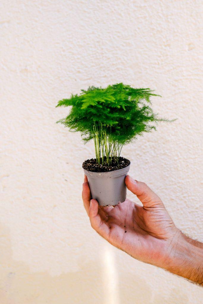 mini esparraguera