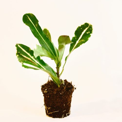 mini croton