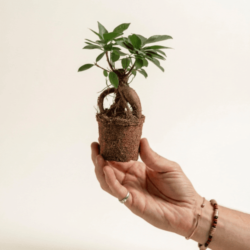 Ficus Microcarpa Mini