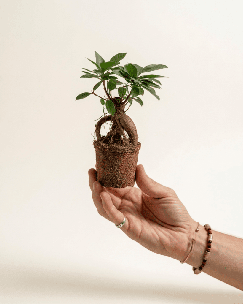 Ficus Microcarpa Mini