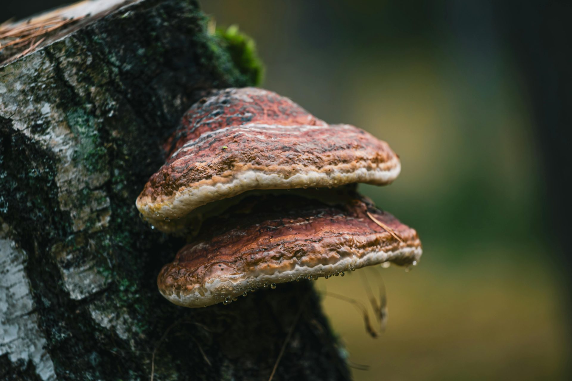 fomes fomentarius