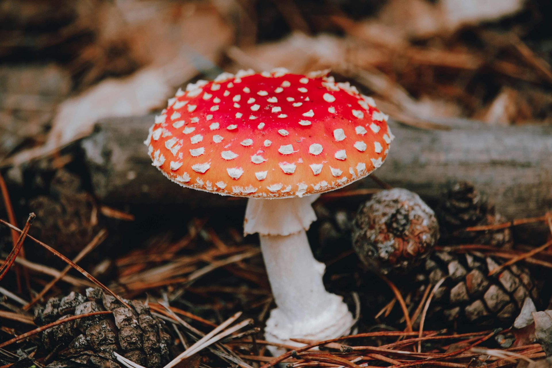 amanita muscaria