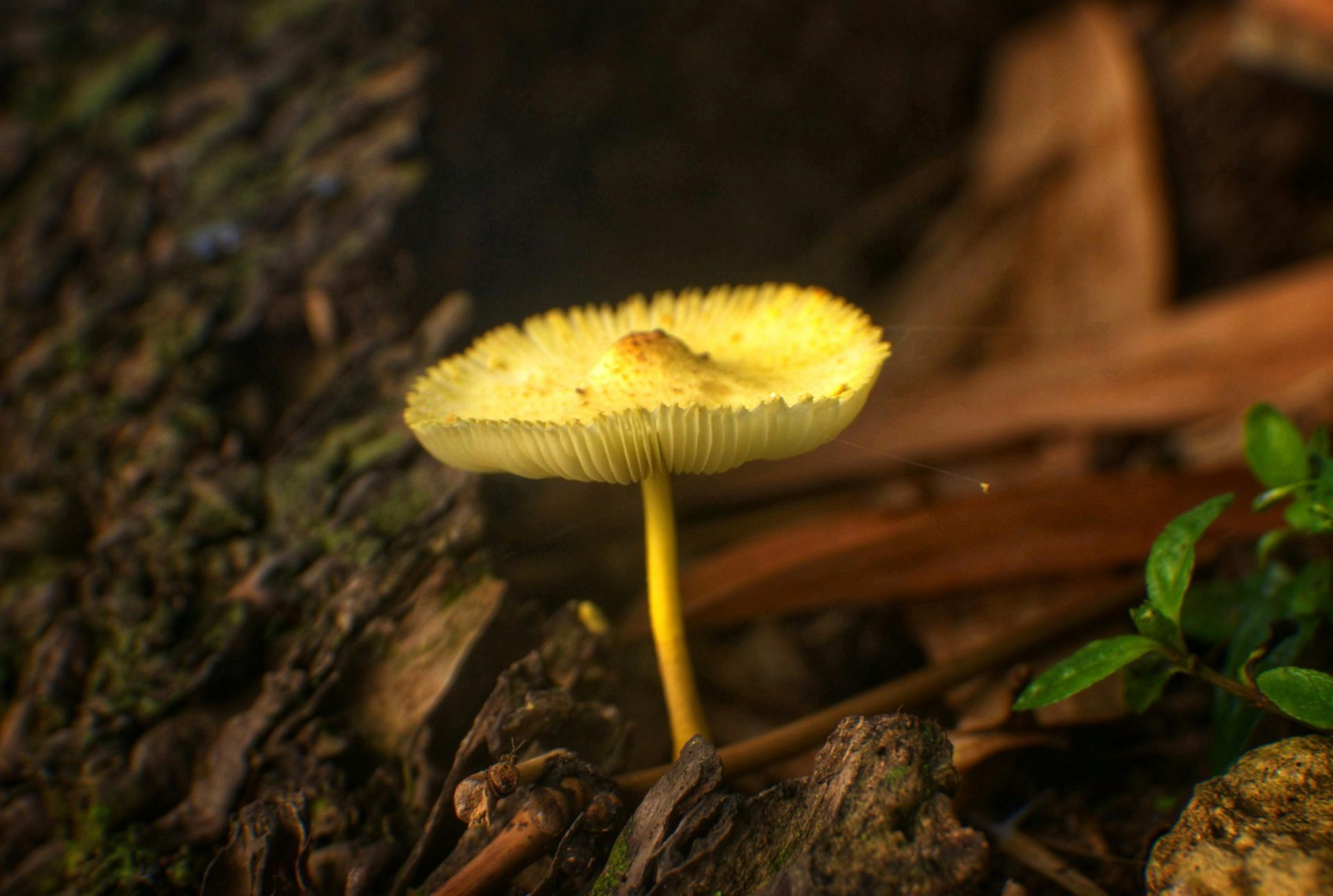 leucocoprinus