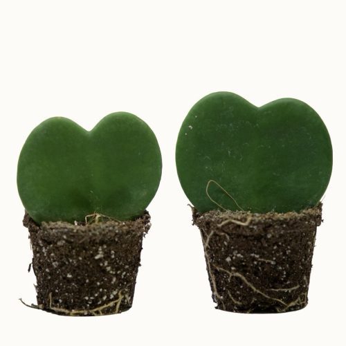 Planta corazón · Hoya kerrii